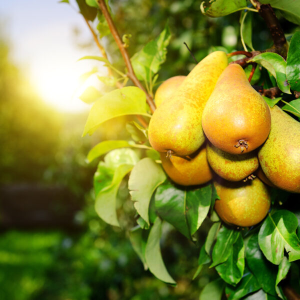 Fresh pears on tree branch at sunny day